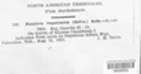 Puccinia argentata image
